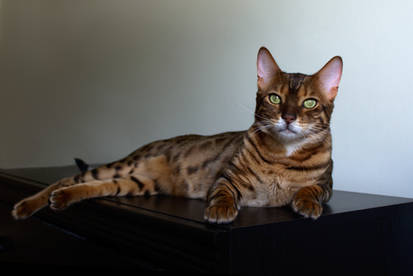 Lounging Bengal Cat Stock 20130804-1