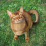 Abyssinian Cat Looking Up Stock 1