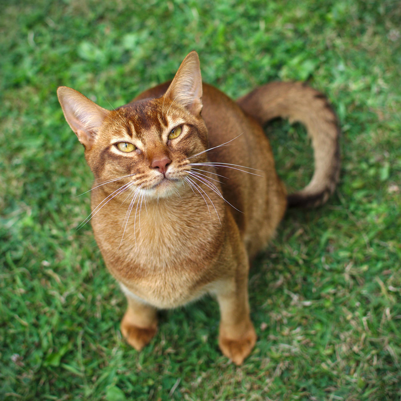 Abyssinian Cat Looking Up Stock 1 By FurLined On DeviantArt abyssinian-cat-looking-up-stock-1-by-furlined-on-deviantart