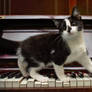 Kitten on piano