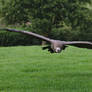 Vulture In Flight Stock 001