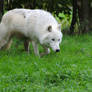Arctic Wolf 20131017-1