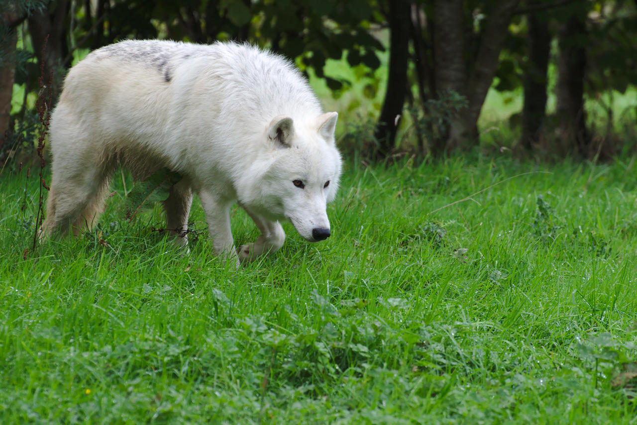 Arctic Wolf 20131017-1 by FurLined on DeviantArt