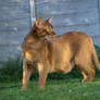 Abyssinian Cat Standing Side View Stock 1