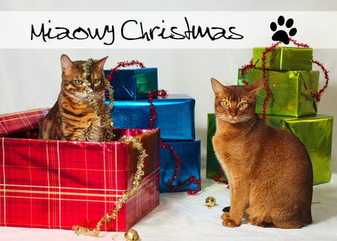 Miaowy Christmas