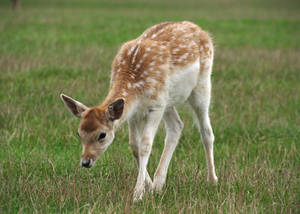 Young Fallow Deer Stock