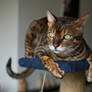 Bengal Cat Stock 20140324-1