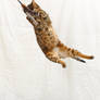 Bengal Mid-Air Catch 20141130-1