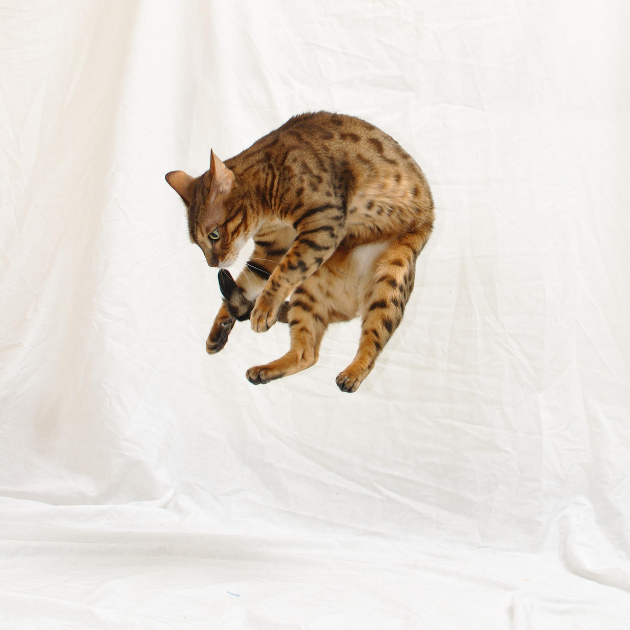 Bengal Mid-Air 20141130-2