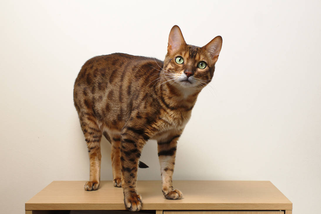 Bengal Cat Standing Stock 20150125 3 By FurLined On DeviantArt bengal-cat-standing-stock-20150125-3-by-furlined-on-deviantart
