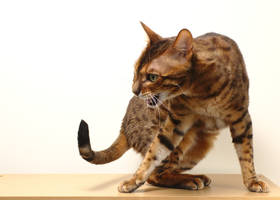 Turning, Shouting, Bengal Cat Stock