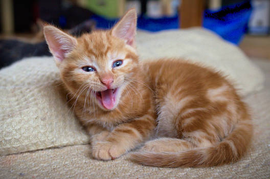 Yawning Ginger Tabby Kitten