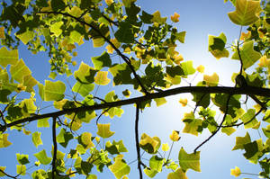 Liriodendron tulipifera