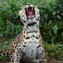 Amur Leopard 20150713-1