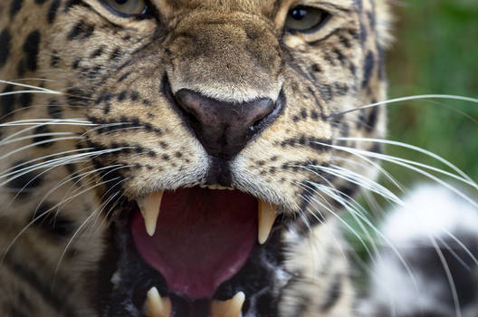 Leopard Breath