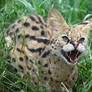 Shouty Serval