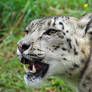 Snow Leopard 20150713-2