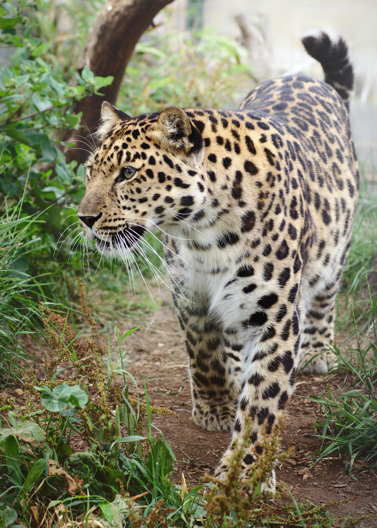 Amur Leopard 20150713-3 by FurLined on DeviantArt