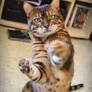 Put 'em up