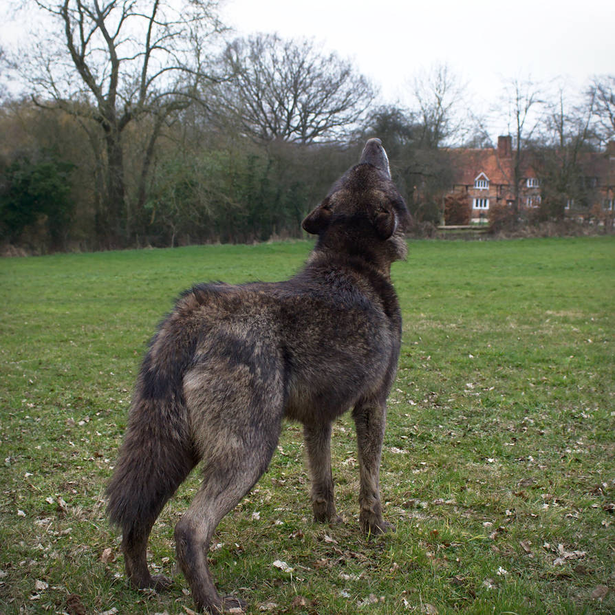 Howling Wolf, Rear View, Stock 20130401-1 by FurLined on DeviantArt