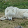 Sleeping Arctic Wolf Stock 20130401-1