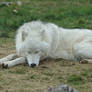 Sleeping Arctic Wolf Stock 20130401-1