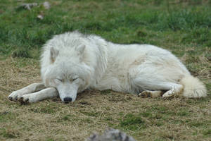 Sleeping Arctic Wolf Stock 20130401-1 by FurLined