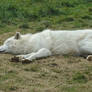 Sleeping Arctic Wolf Stock 20130401-2
