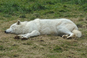 Sleeping Arctic Wolf Stock 20130401-2