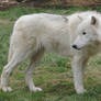 Standing Arctic Wolf Stock 20130401-1