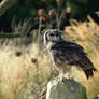 Milky Eagle Owl, 2