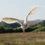 Barn Owl In Flight