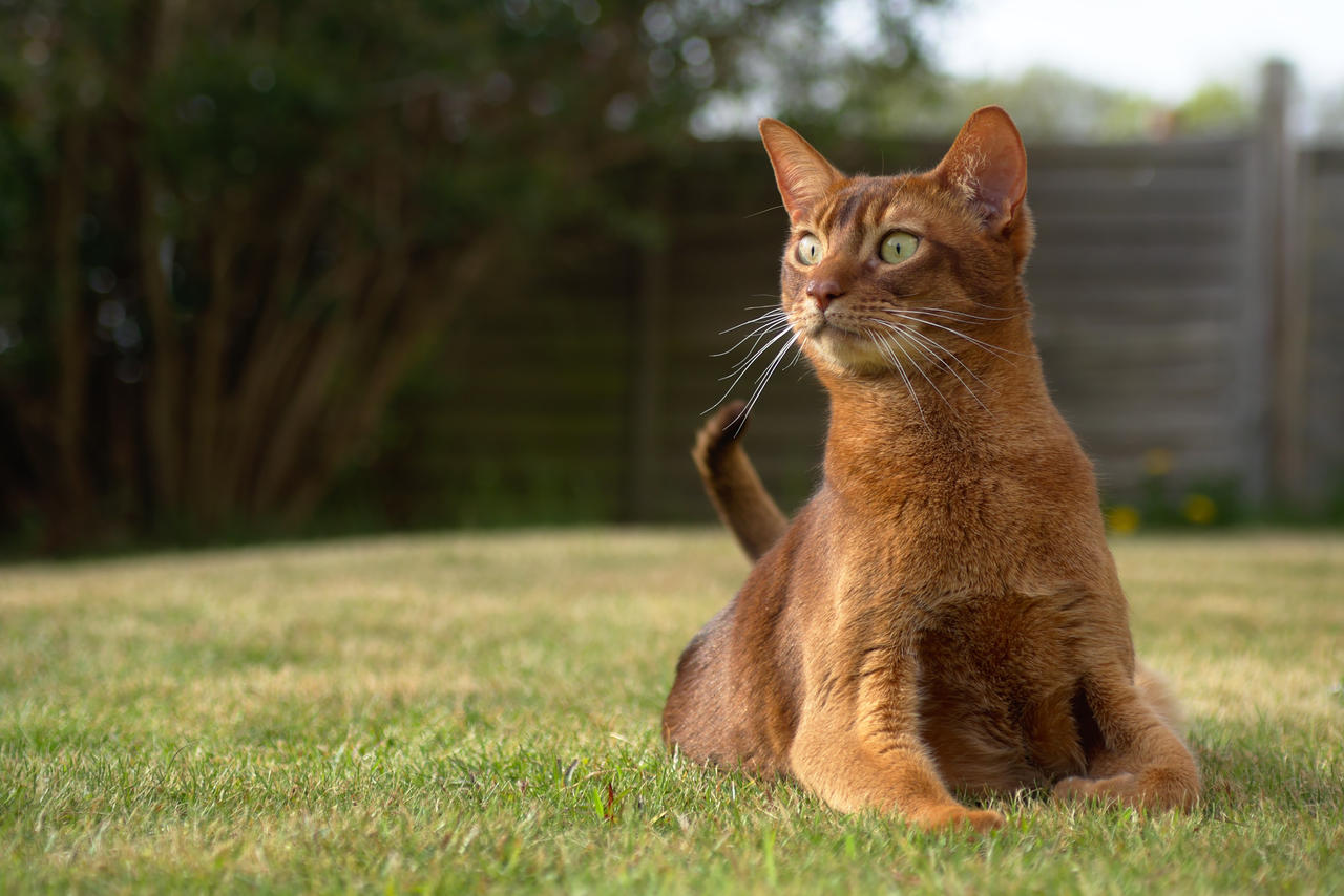 Alert Cat Alert Cat In Garden by FurLined on DeviantArt