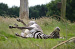 Kicking back, zebra-style
