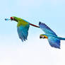 Blue and Gold Macaw Flying Stock 20160705-4