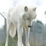 Arctic Wolf Looking Downward