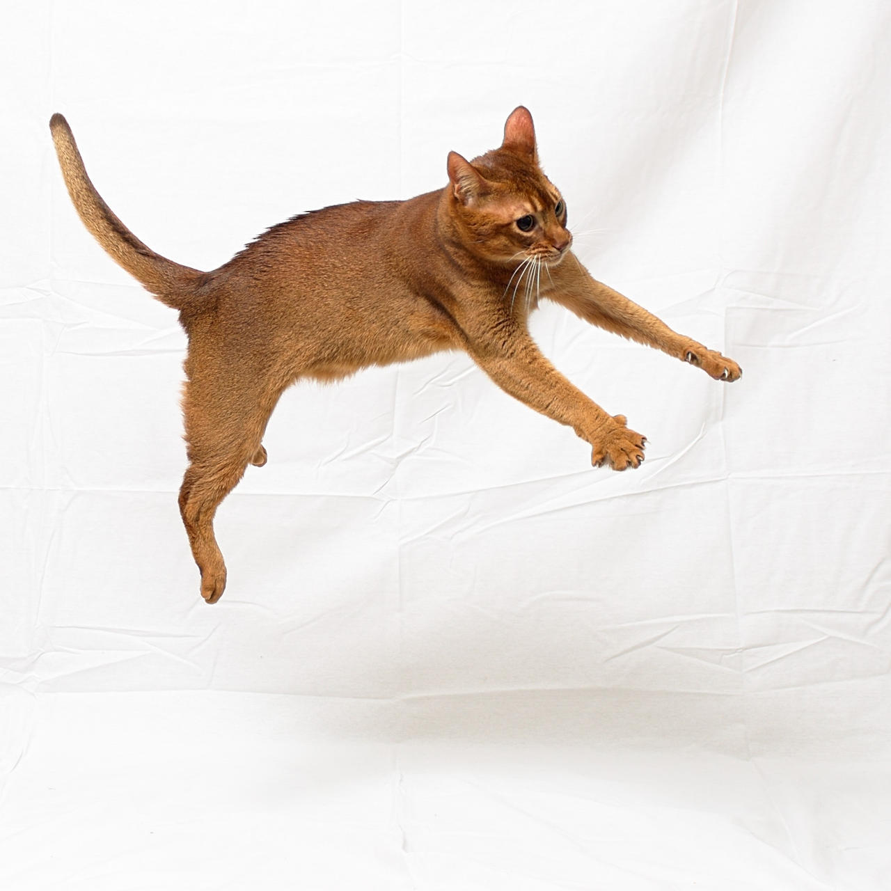 Jumping Abyssinian Cat Stock  20161113-1