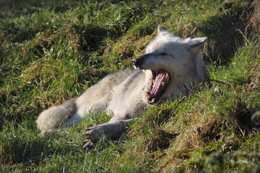 Yawning Lounging Wolf Reference 1