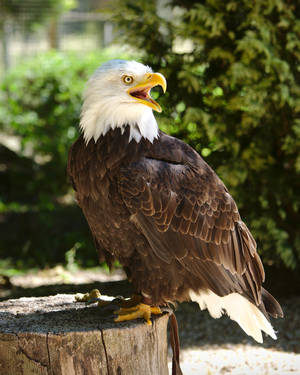 Bald Eagle Standing 20170705-1 by FurLined