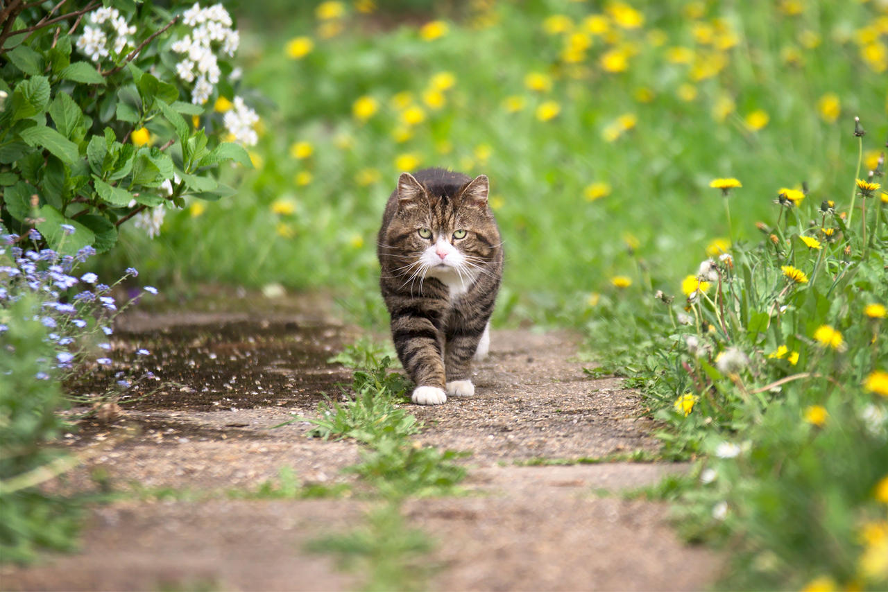 Suburban Prowler