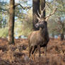 Stag 20190127-1