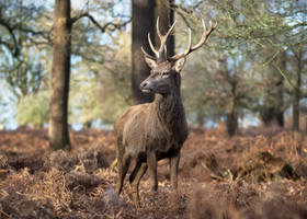 Stag 20190127-1