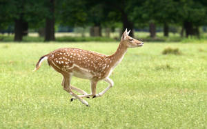 Running Fallow Deer Doe