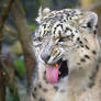 Snow Leopard 'Stink Face' Reference