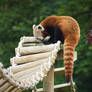 Red Panda