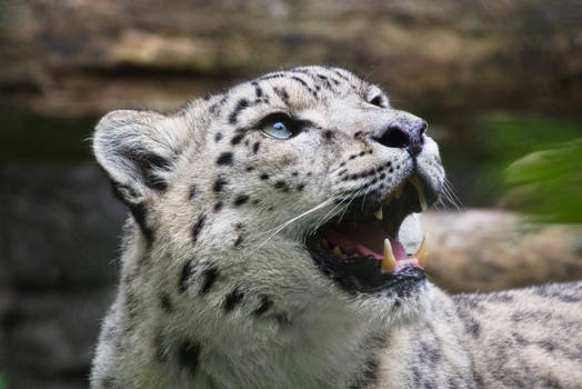 International Snow Leopard Day