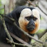 White-faced Saki