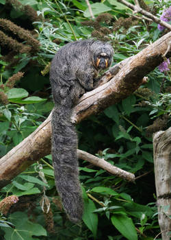 White-faced Saki, female, blep