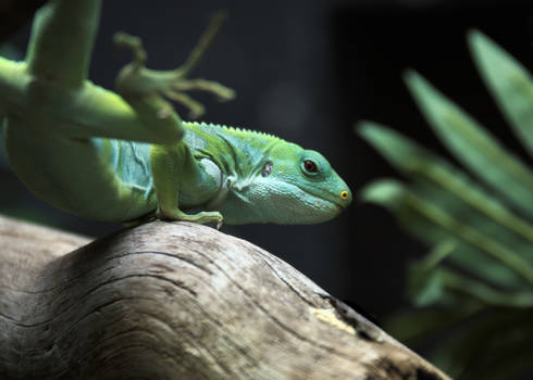 Lau Banded Iguana