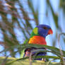 Wild Rainbow Lorikeet